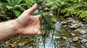 Celulose e papel de algas filamentosas