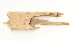 Quadros feitos a partir de estruturas criadas por seres vivos