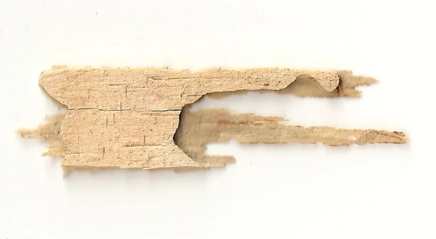 Quadros feitos a partir de estruturas criadas por seres vivos